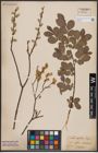 Foto von Salix aurita L.